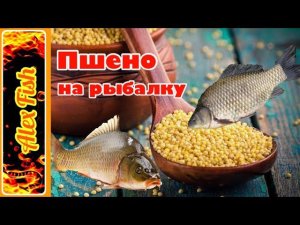 Как сварить пшено для рыбалки. Пшено для донки и фидера. Простой рецепт.
