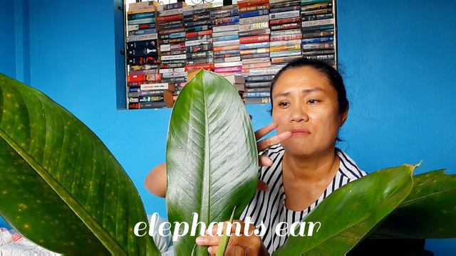 DIEFFENBACHIA LONGISPATHA / ELEPHANTS EAR смотреть онлайн
