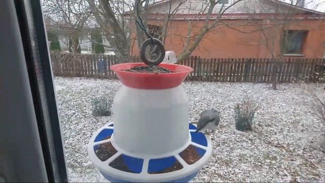 Кормушка для ? Онлайн смотреть онлайн