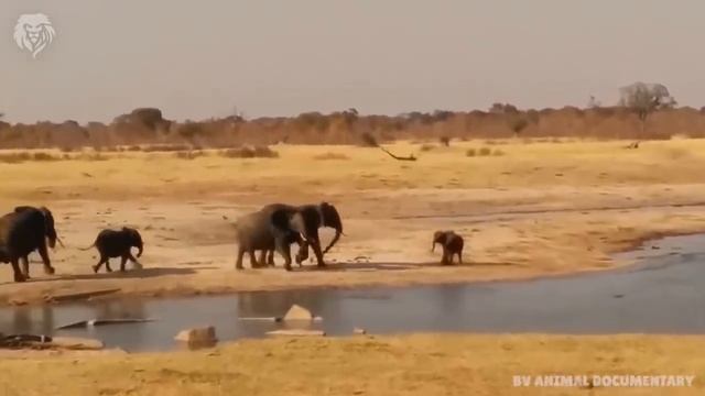 Mother Elephant attacks Crocodile very hard to save her baby, Wild Animals Attack смотреть онлайн