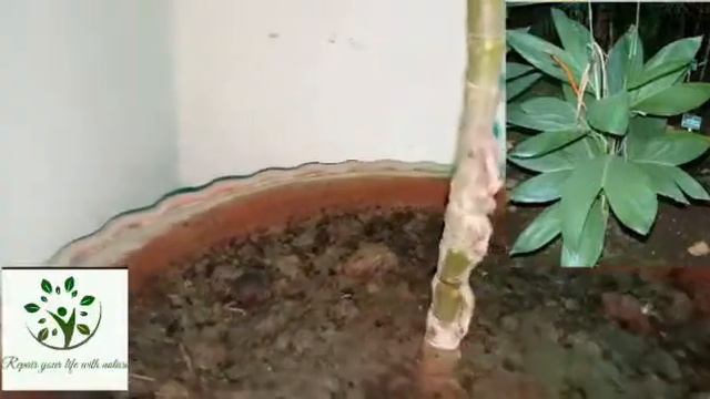 Ep 33 || how to care of chamaedorea ernesti augusti(Arecaceae) palm plant||palm plant care|| смотреть онлайн