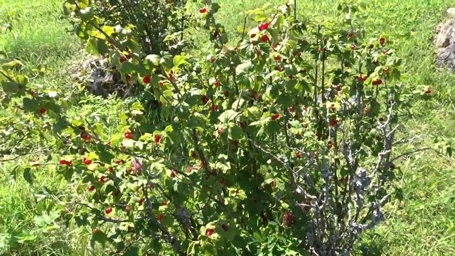 Ribes Alpinum L. (rybíz Alpínský)