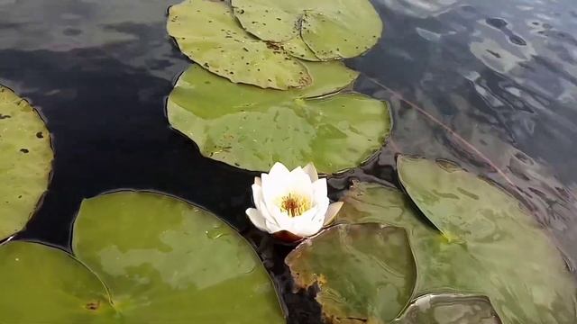 Рыбалка на озере Мичуринское. Есть щука!!! Спиннинг. Удочка. смотреть онлайн