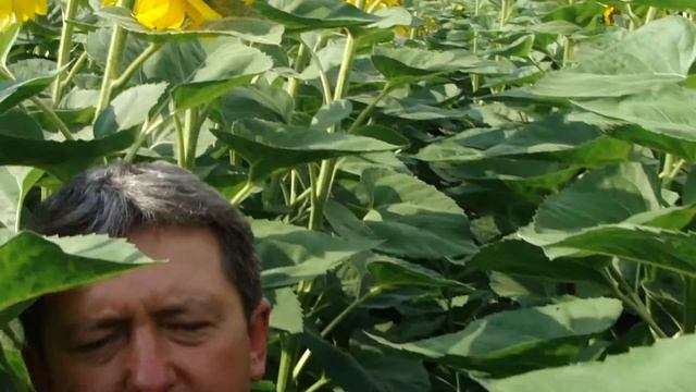 Подсолнечник No-till по кукурузе (цветение) смотреть онлайн