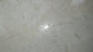 Рулет с орехами на дрожжевом тесте