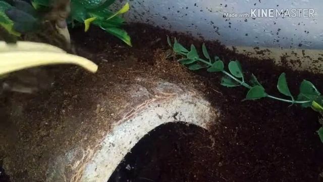 Java Biting my Tweezers! Goliath Bird Eater Tarantula (Theraphosa Stirmi) смотреть онлайн