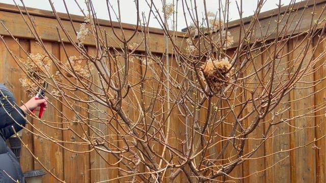 How I Prune My Hydrangea Trees: Limelight and Vanilla Strawberry - Late April 2023 смотреть онлайн