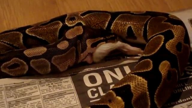 Mojave Ball Python Post Shed and Normal Ball Python Feeding смотреть онлайн