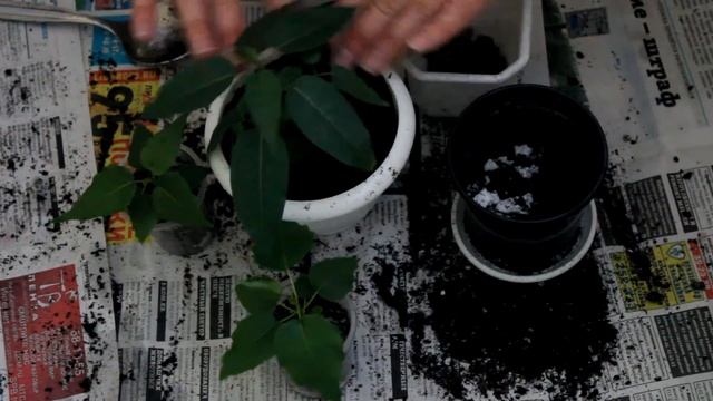 Фикусы из семян. Часть 2. смотреть онлайн