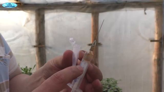 Вытягивается рассада? "Атлет" вам в помощь! смотреть онлайн