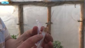 Вытягивается рассада? "Атлет" вам в помощь!