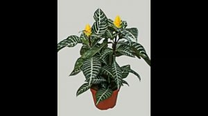 Афеландра нюансы