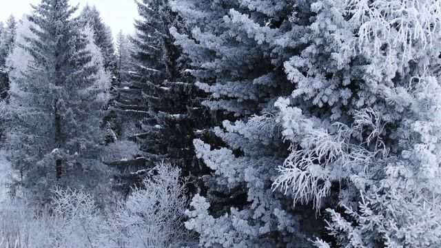 Предновогодняя зарисовка 29 12 22 смотреть онлайн