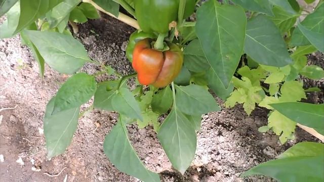 Наш дачный участок на 7 августа 2022г. Обзор. смотреть онлайн