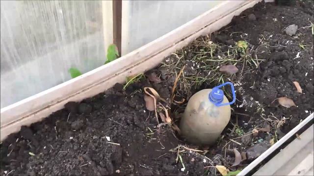 Семена Арбузов! Черешковый сельдерей. Редис 14 октября.