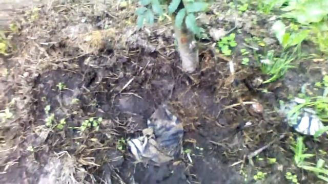 яблоки на рябине,жду еще и три-четыре сорта груш. смотреть онлайн
