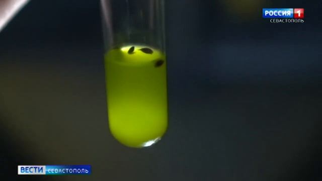 Как и для чего в Крыму выращивают оливки