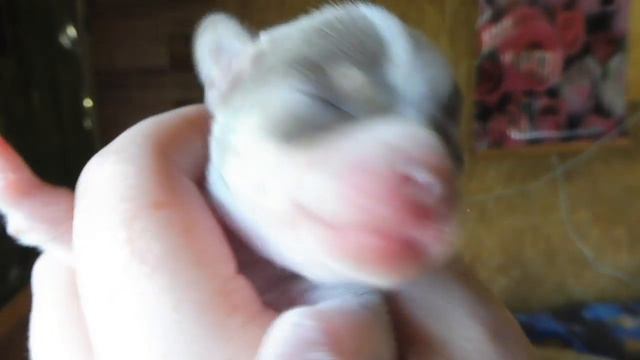 #ЩЕНКАМ 5 ДНЕЙ#ОКРАСЧИХУА ЛИЛОВЫЙ ИЛИ ГОЛУБОЙ#ЧИХУАОКРАС ЛИЛОВЫЙ ТРИКОЛОР#ПИТОМНИКРКФМАРИМИСТИКЧИХУ смотреть онлайн