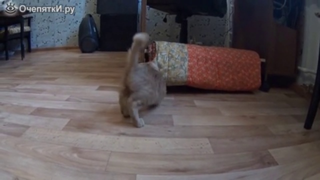 Вечно мурлычащий котёнок смотреть онлайн