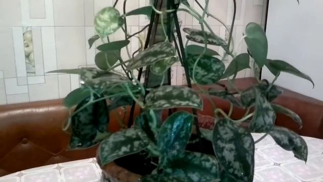 сциндапсус расписной смотреть онлайн