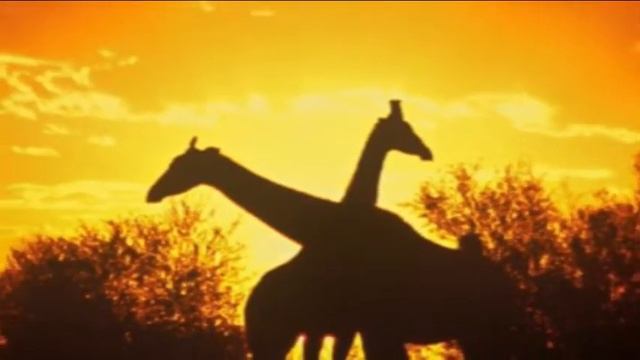 В мире животных.avi смотреть онлайн