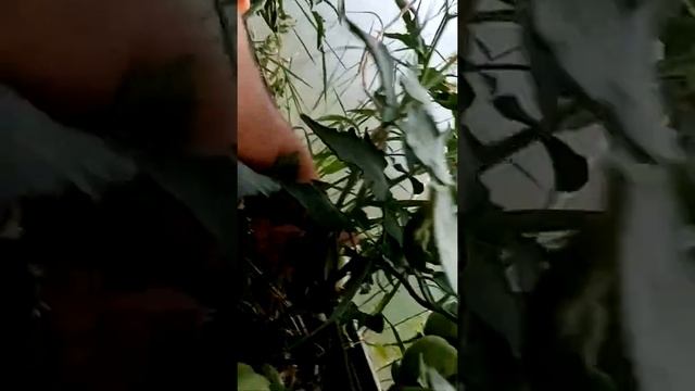 томаты боб кат 17.06.2020