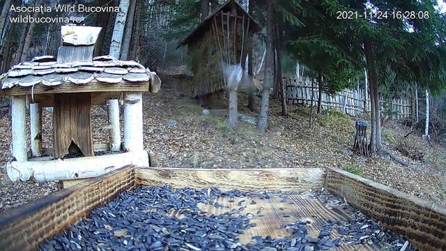 Пять видов синиц смотреть онлайн