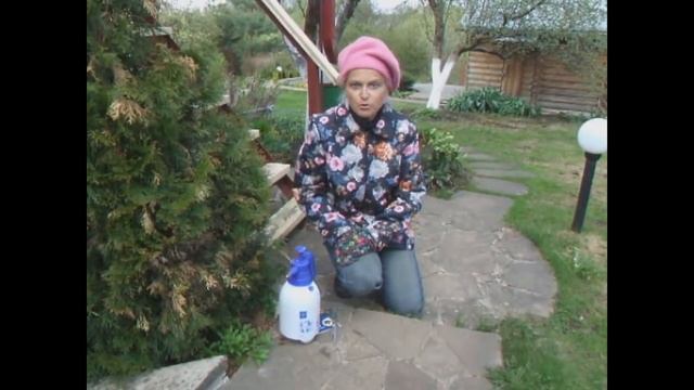 Лечим хвойные растения смотреть онлайн