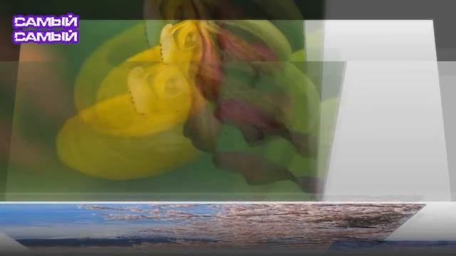 ? САМЫЕ КРАСИВЫЕ ЦВЕТЫ В МИРЕ. Красивые цветочки. [ТОП 10] смотреть онлайн