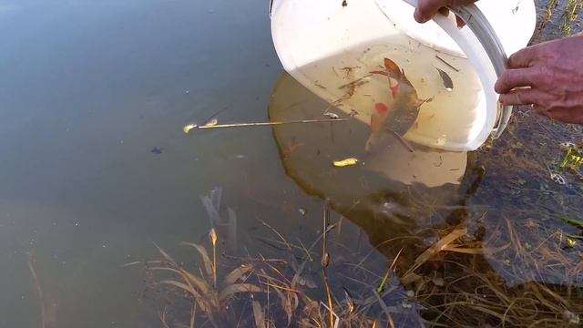 Карася в пруд