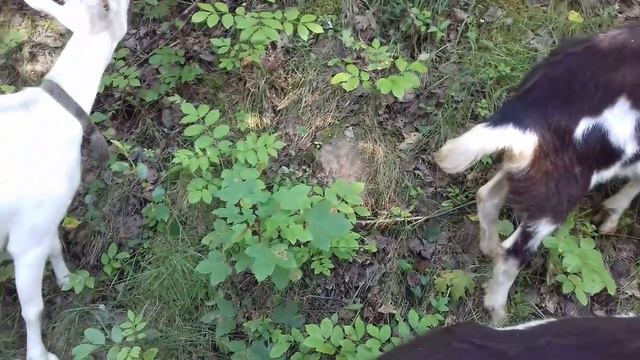 Коли коза дає більше молока коли стоїть в загоні чи пасеться ... смотреть онлайн