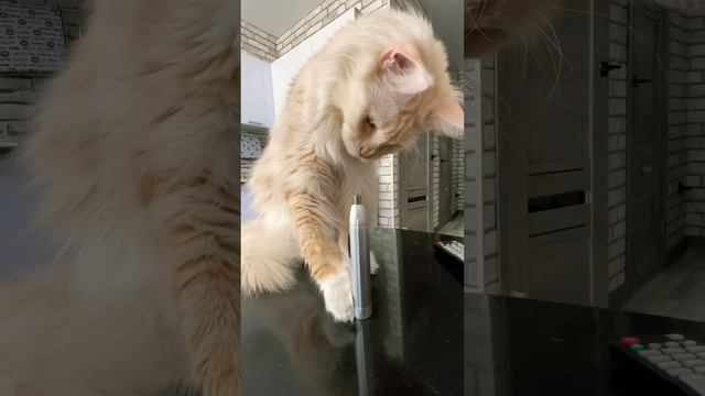Я не знаю, почему, но звук триммера кота завораживает ? #мейнкун смотреть онлайн
