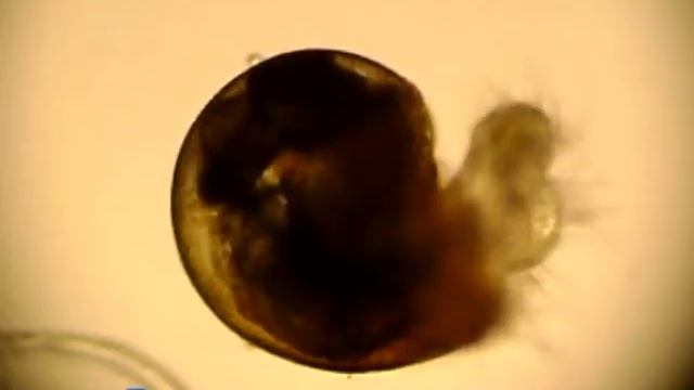 «Развитие брюхоногого моллюска рапаны Rapana Venosa (Val.)»