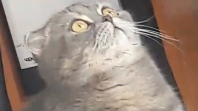 кот смотрит на потолок и там ни чё нет смотреть онлайн