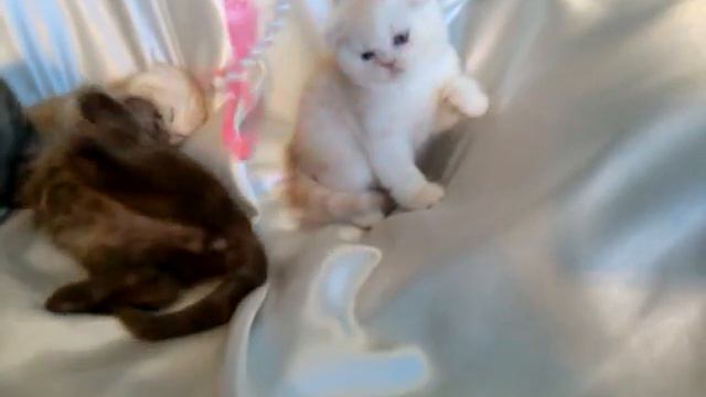 котята шотландской породы смотреть онлайн