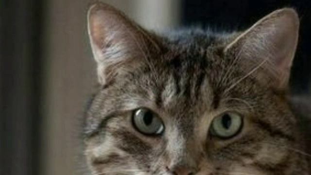 Профилактика мочекаменной болезни у котов смотреть онлайн