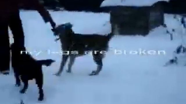 Dema смотреть онлайн