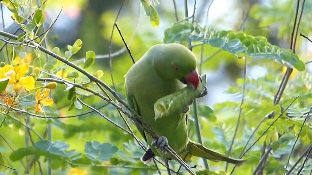 Rose Ringed Parakeet (Psittacula Krameri) Feeding On Seeds