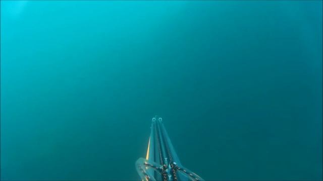 Атлантический землерой, он же мормир или слонорыл смотреть онлайн
