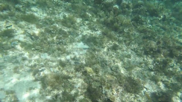 Apo Island Philippines/Поездка на остров Апо смотреть онлайн