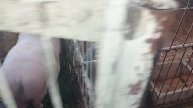 Поилку сделал. Без имени не удобно. смотреть онлайн