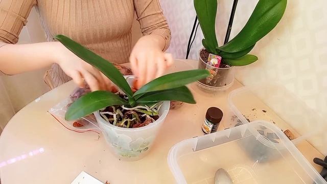 КОРНИ ОРХИДЕИ ЗАДЫХАЮТСЯ Спасаем орхидею из мха смотреть онлайн