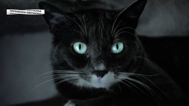Почему у кошек ночью блестят глаза? Викторина и ответ. смотреть онлайн