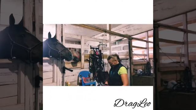 Влог. Поиск постоя. Поездка в конные клубы. смотреть онлайн