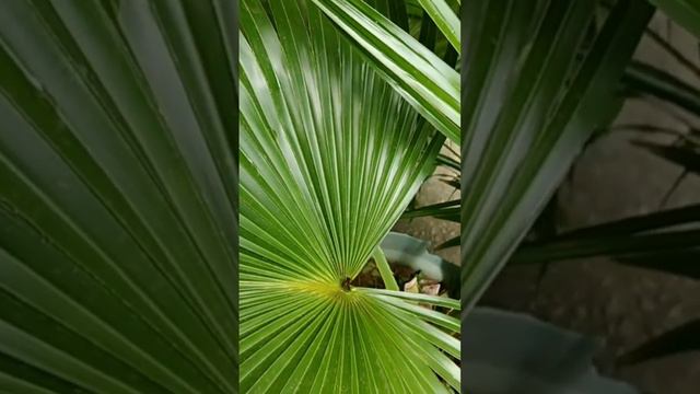 Plantas de folhas diferentes (palmeira leque da china) смотреть онлайн