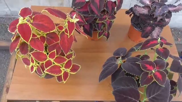 КОЛЕУС - яркий, светолюбивый, неприхотливый многолетник. смотреть онлайн