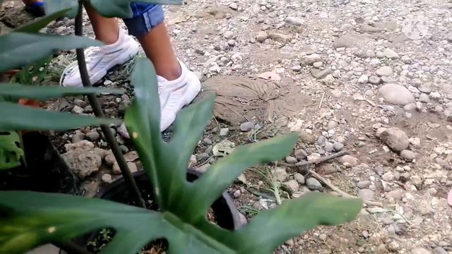 Part-ll@ Kidapawan City Plants prices update/ Plant hunting Aglaonema, Philodendron atpb. смотреть онлайн