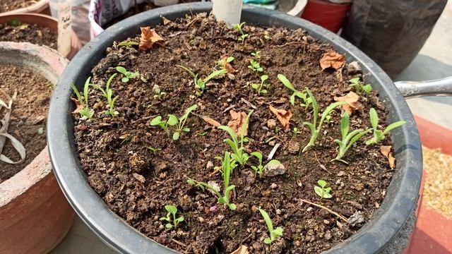 1329 -How to grow & care Venidium/Namaqualand Daisy from seed/Venidium par mera experience/ charcha смотреть онлайн