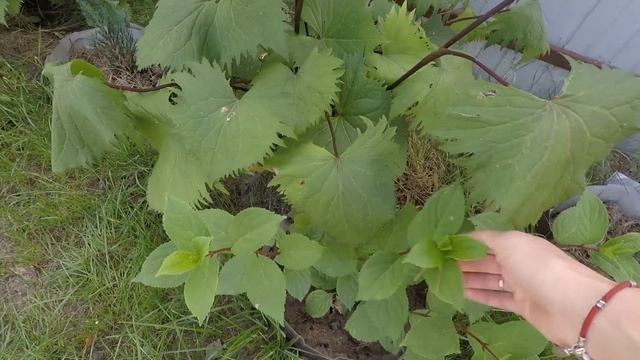 К МАМУЛЕ ЗА УРОЖАЕМ/ПРИШЛИ НОВЫЕ СЕМЕНА!!!