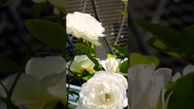 Mi bello rosal Branco #shortsvideo #videos #rose #garden смотреть онлайн